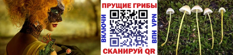 Галлюциногенные грибы GOLDEN TEACHER  Нальчик 